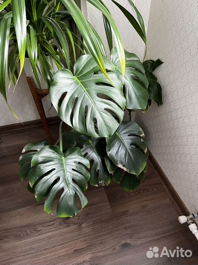 Монстера взрослая