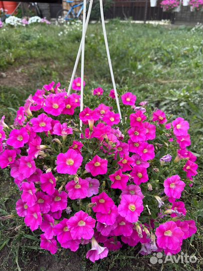 Петуния в кашпо