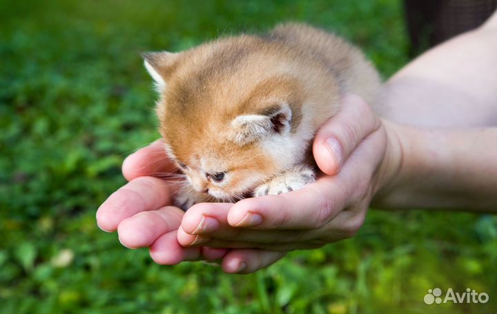 Корзинка золотых шиншилят