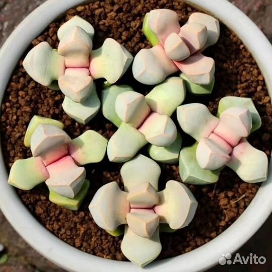 Редкая экзотика Оптовые редких суккулентов из Азии