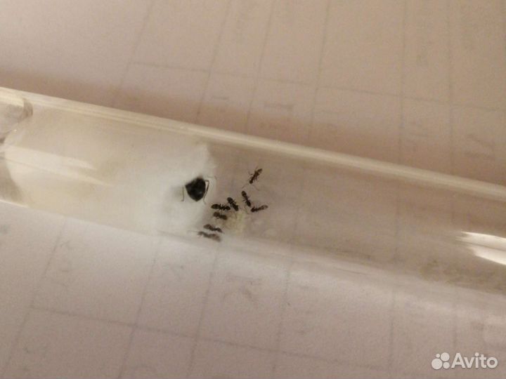 Муравьи Lasius niger