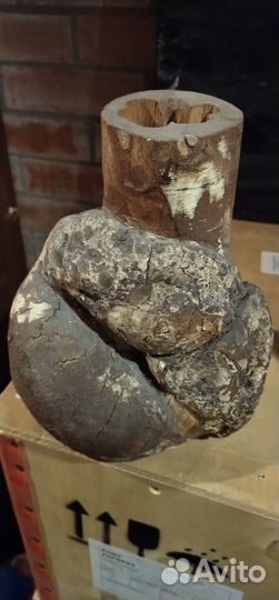 Кап березовый