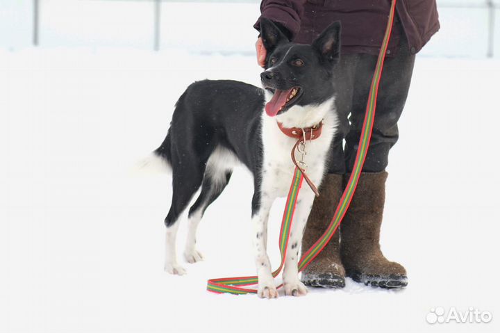 Атос - шикарный домашний пес