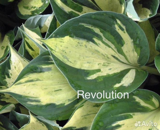 Хосты коллекционные фест блаш, халцион, распбери