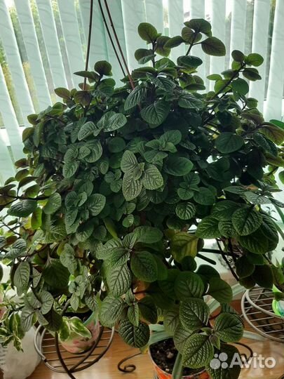 Плектрантус (домашняя мята)