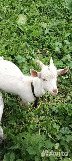 Козлята