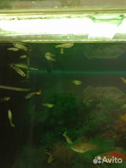 Продам криптокарина, гетерантера,элодея,мох