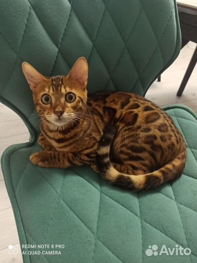 Бенгальская кошка