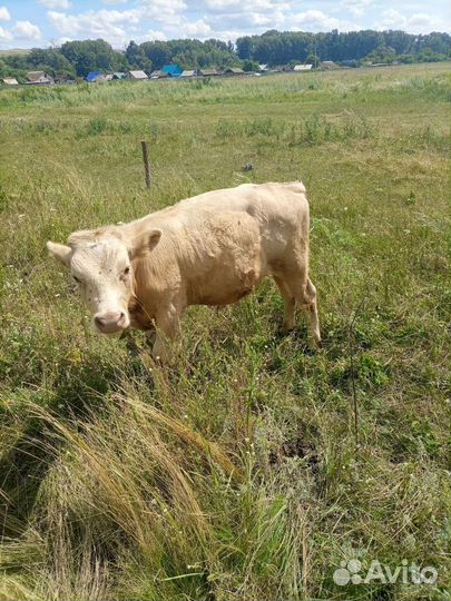 Келенок 6 мес