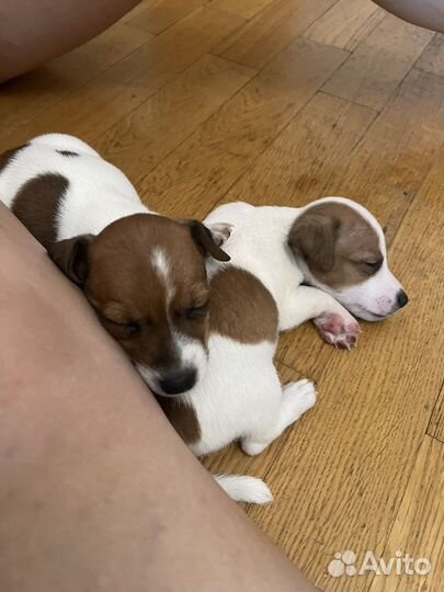 Джек Рассел терьер