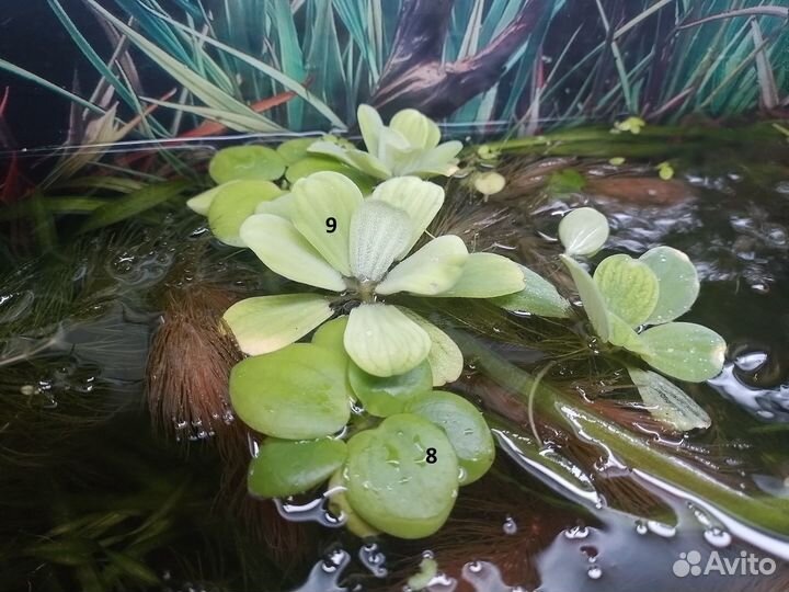 Аквариумные растения