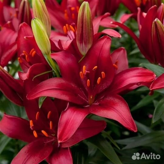 Лилии пионы первоцветы Срез и корни