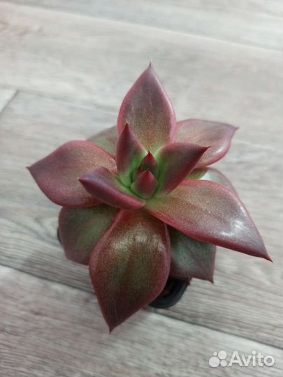 Эхеверия агавовидная 