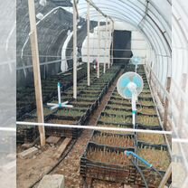 Тюльпаны к 8 марта