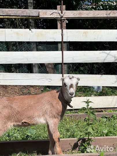 Коза нубийская