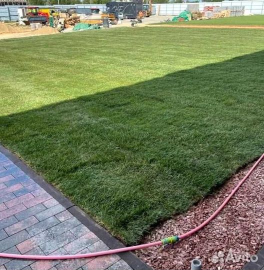 Рулонный газон, газон посевной
