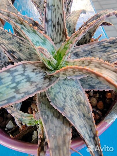 Алоэ Pink Blush (пятнистое)