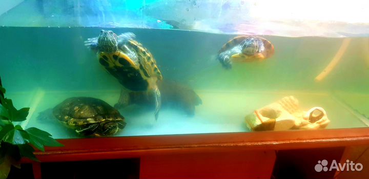 Акватеррариум с черепахами