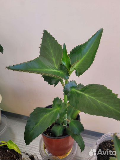 Каланхоэ лечебное