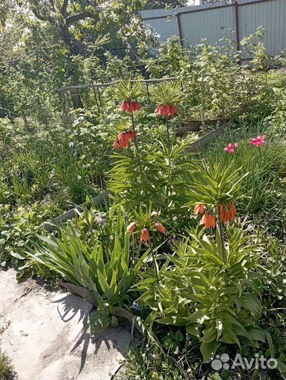 Рябчики императорские