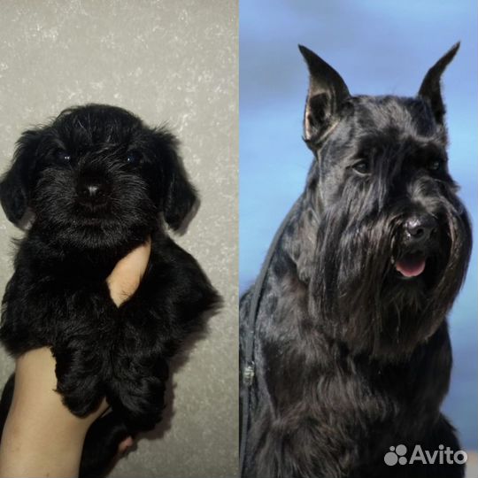 Цвергшнауцер щенки