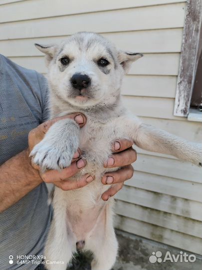 Метис хаски