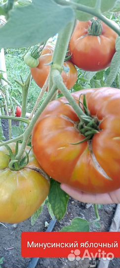 Семена томатов