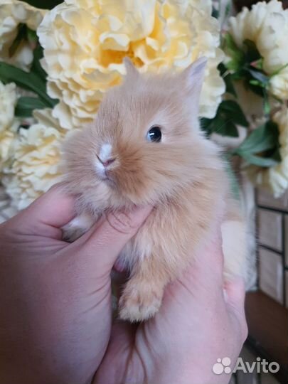 Карликовый кролик