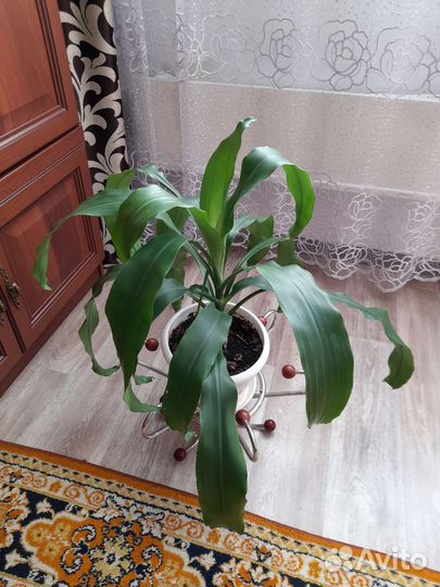 Продам цветы домашние