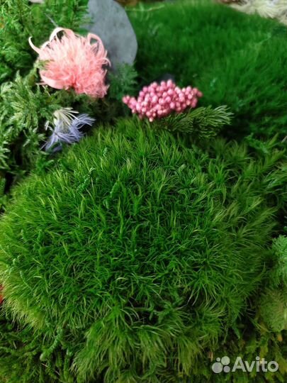 Кочка пушистая дизайн