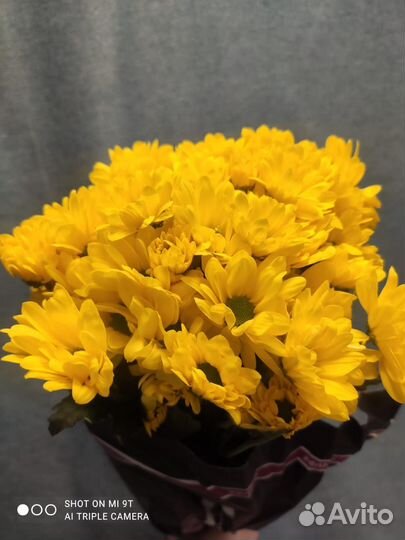 Хризантема кустовая срезка Голландия