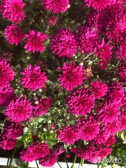 Хризантемы мультифлора