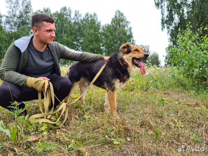 Собака пёс Жулик молодой кобель