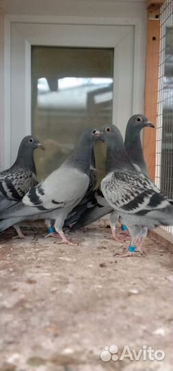Спортивные голуби