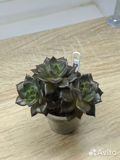 Суккуленты (1)