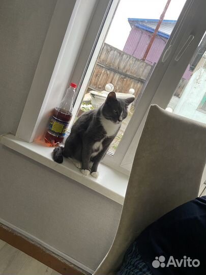 Отдам кота