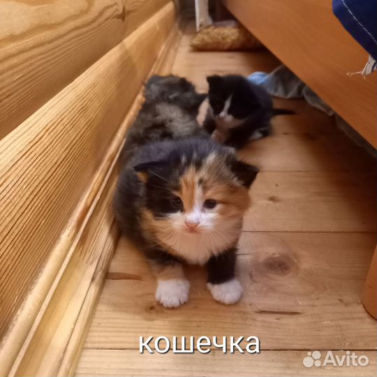 Котята