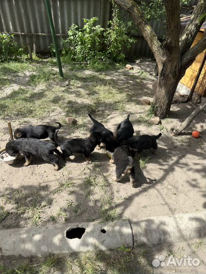 Щенки немецкой овчарки бесплатно
