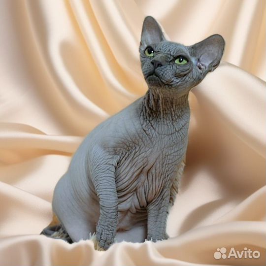 Голубая девочка