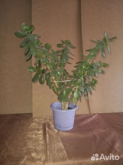 Денежное дерево толстянка