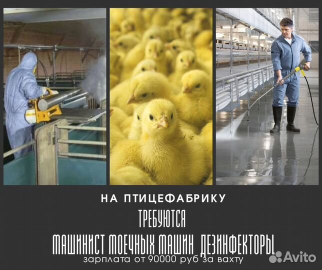 Рабочий по мойке и дезинфекции вахта кз кр рб РФ