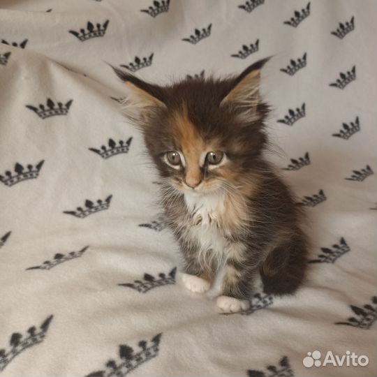 Котята мейн-кун