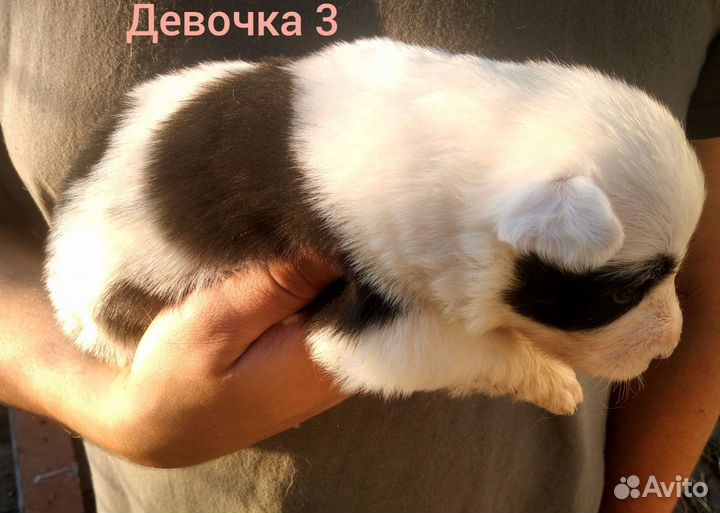 Щенки метисы самоеда