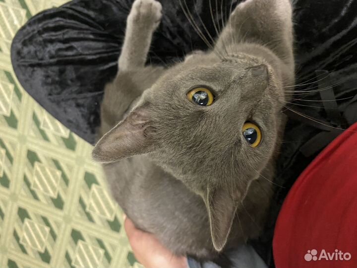 Котик в добрые руки