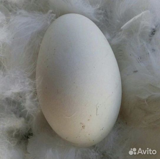 Яйцо гусиное
