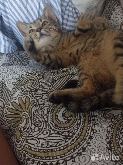 Кошка, Девочка