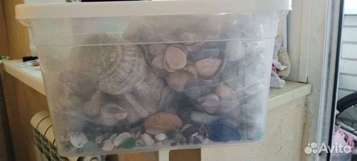 Черноморские ракушки