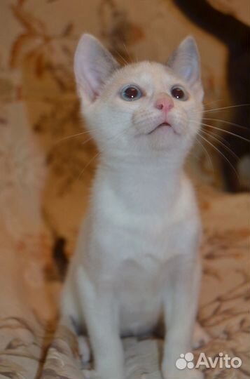 Котик в добрые руки