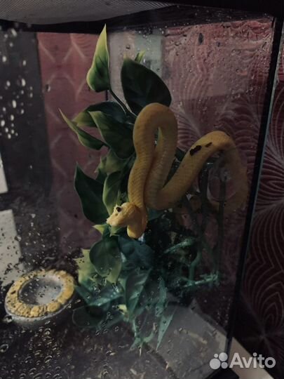 Передержка Отель для рептилий