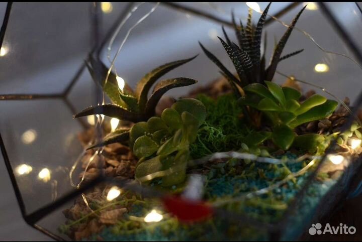 Флорариум Додекаэдр с подсветкой